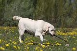 LABRADOR 1022